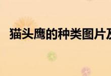 貓頭鷹的種類圖片及名稱（貓頭鷹的種類）