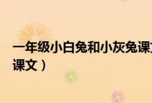 一年級小白兔和小灰兔課文讀后感(一年級小白兔和小灰兔課文)