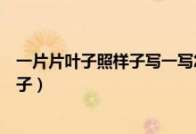 一片片葉子照樣子寫(xiě)一寫(xiě)怎么寫(xiě)(一片片一個(gè)個(gè)照樣子寫(xiě)句子)