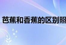 芭蕉和香蕉的區(qū)別照片（芭蕉和香蕉的區(qū)別）