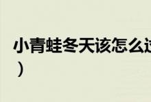 小青蛙冬天該怎么過冬（小青蛙應(yīng)該怎樣過冬）