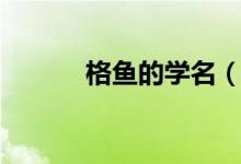 格魚的學名（格魚學名叫什么）