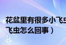 花盆里有很多小飛蟲是什么原因（花盆里有小飛蟲怎么回事）