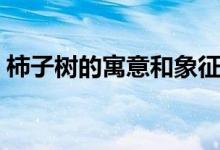 柿子樹(shù)的寓意和象征（柿子樹(shù)的寓意和象征）