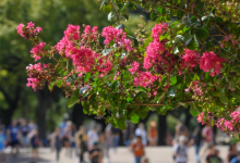 2月19日得克薩斯大學奧斯汀分校的自動入學門檻保持在6%