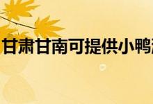 甘肅甘南可提供小鴨洗衣機維修服務地址在哪