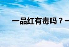 一品紅有毒嗎？一品紅可以放在臥室嗎
