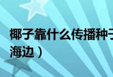 椰子靠什么傳播種子的(椰子樹怎么都生長在海邊)