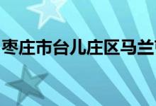 棗莊市臺兒莊區(qū)馬蘭屯鎮(zhèn)板橋小學的地址在哪