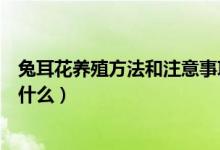 兔耳花養(yǎng)殖方法和注意事項（兔耳花養(yǎng)殖方法和注意事項是什么）