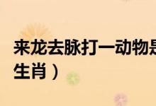 來(lái)龍去脈打一動(dòng)物是什么生肖（來(lái)龍去脈打一生肖）