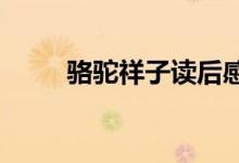 駱駝祥子讀后感1000（范文展示）