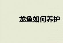 龍魚如何養(yǎng)護（龍魚養(yǎng)護的方法）