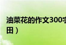 油菜花的作文300字(我看到了漂亮的油菜花田)