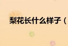 梨花長(zhǎng)什么樣子（梨花的樣子長(zhǎng)怎樣的）