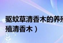 驅(qū)蚊草清香木的養(yǎng)殖方法與注意事項(xiàng)（如何養(yǎng)殖清香木）