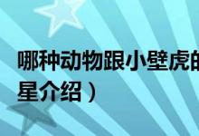 哪種動物跟小壁虎的尾巴一樣有再生功能（海星介紹）