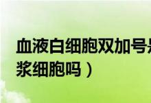 血液白細(xì)胞雙加號(hào)是什么意思（效應(yīng)b細(xì)胞是漿細(xì)胞嗎）