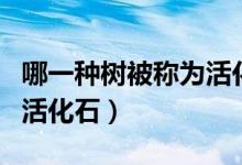 哪一種樹(shù)被稱(chēng)為活化石（下面哪一種樹(shù)被稱(chēng)為活化石）