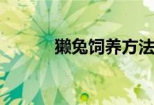 獺兔飼養(yǎng)方法（怎樣養(yǎng)殖獺兔）