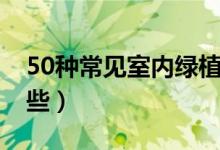 50種常見室內綠植（50種常見室內綠植是哪些）