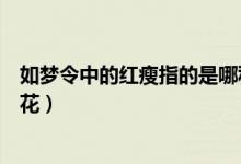 如夢(mèng)令中的紅瘦指的是哪種花（如夢(mèng)令中的紅瘦指的是哪種花）