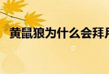黃鼠狼為什么會(huì)拜月（黃鼠狼是什么動(dòng)物）