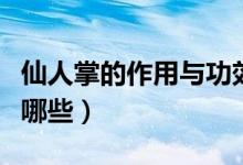 仙人掌的作用與功效（仙人掌的作用與功效有哪些）