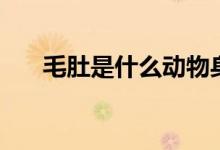 毛肚是什么動物身上的（同樣是毛肚）