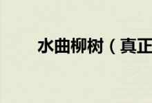 水曲柳樹（真正的水曲柳家具價(jià)位）
