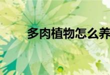 多肉植物怎么養(yǎng)（必須小心這幾點(diǎn)）