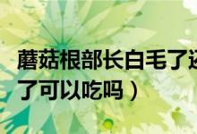 蘑菇根部長白毛了還能吃嗎（蘑菇根部長白毛了可以吃嗎）