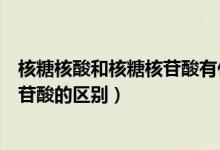 核糖核酸和核糖核苷酸有什么區(qū)別（關(guān)于核糖核酸和核糖核苷酸的區(qū)別）