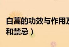 白蒿的功效與作用及禁忌（白蒿泡水喝的功效和禁忌）
