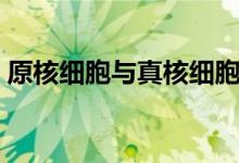 原核細(xì)胞與真核細(xì)胞的異同點（有哪些區(qū)別）