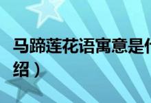馬蹄蓮花語(yǔ)寓意是什么（馬蹄蓮花語(yǔ)的寓意介紹）