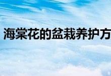 海棠花的盆栽養(yǎng)護(hù)方法(海棠花的養(yǎng)殖方法)