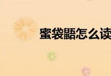 蜜袋鼯怎么讀(蜜袋鼯是什么)