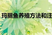 瑪麗魚養(yǎng)殖方法和注意事項(xiàng)（怎么養(yǎng)瑪麗魚）