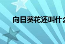 向日葵花還叫什么花（簡單介紹一下）