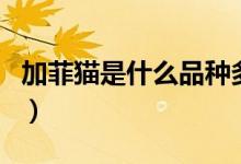 加菲貓是什么品種多少錢(加菲貓是什么品種)