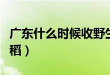 廣東什么時候收野生麥（廣東什么時候收割水稻）
