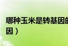 哪種玉米是轉(zhuǎn)基因的（什么品種的玉米是轉(zhuǎn)基因）