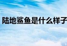 陸地鯊魚(yú)是什么樣子（陸地鯊魚(yú)是什么電影）