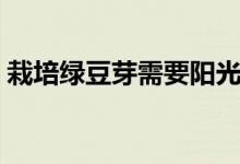栽培綠豆芽需要陽光么（栽培綠豆芽的方法）