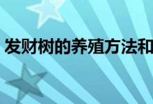 發(fā)財樹的養(yǎng)殖方法和注意事項（你知道多少）