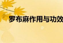 羅布麻作用與功效（盤(pán)點(diǎn)羅布麻的好處）