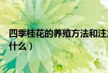 四季桂花的養(yǎng)殖方法和注意事項(xiàng)（如何養(yǎng)殖四季桂花要注意什么）