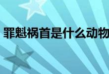 罪魁禍首是什么動物（罪魁禍首是什么意思）