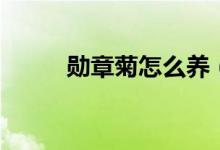 勛章菊怎么養(yǎng)（勛章菊養(yǎng)護(hù)方法）